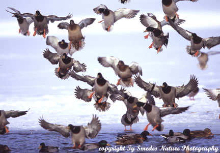 Winter Mallard Landing