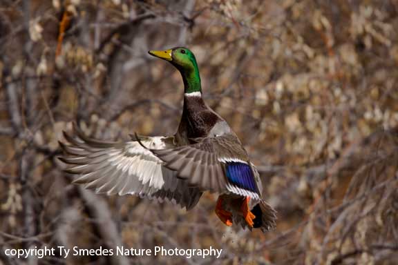Mallard Drake lifting off