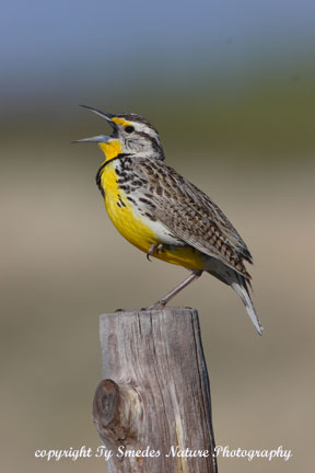 Meadowlark on one leg, singing