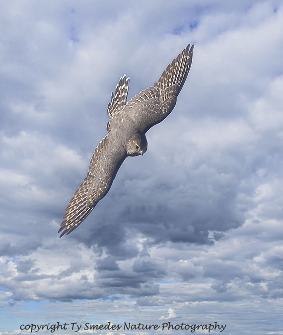 Merlin (Prairie Race) Swooping at Prey