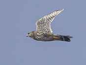 Merlin (Prairie Race)