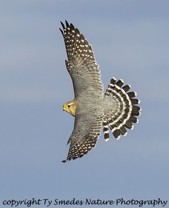 Merlin - Adult Male