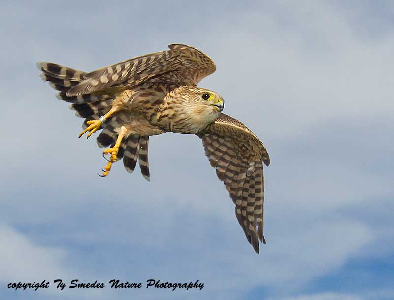 A Merlin (Prairie Race)