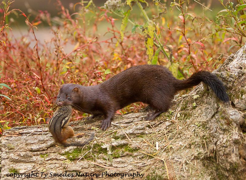 Mink with Chipmunk