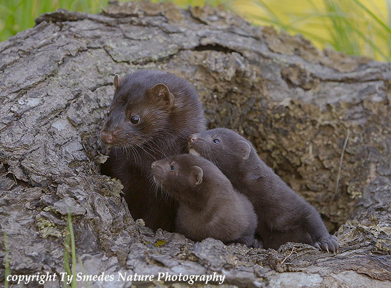 Mink with youngsters at den