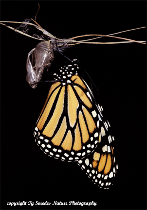 Newly hatched Monarch on Chrysalis shell 