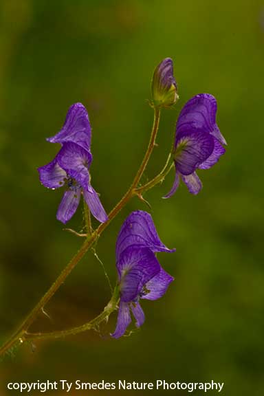 Northern Monkshood in Northeast Iowa