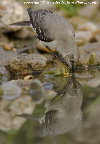Northern Mockingbird Reflection, South Texas