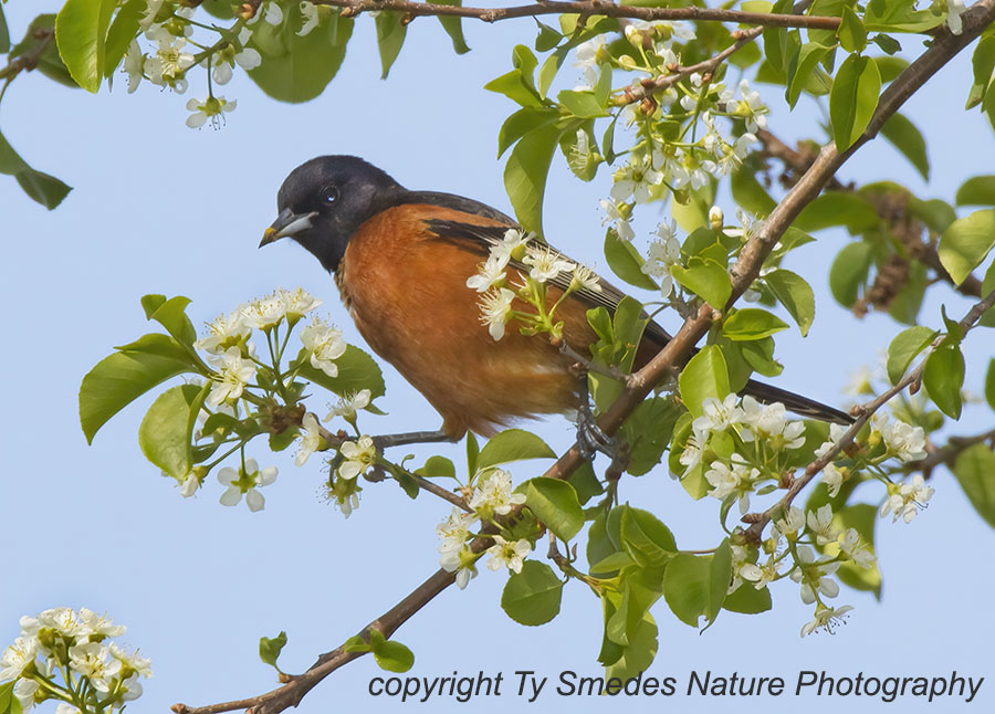 Orchard Oriole Male Nectaring on Apple Blossom