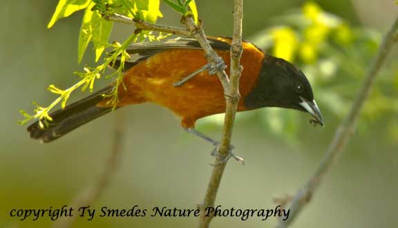 Orchard Oriole with Ant