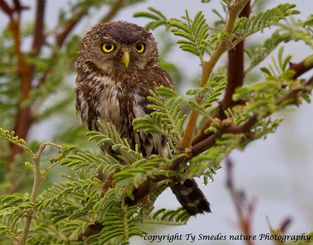 Pearl Spotted Owlette - Botswana