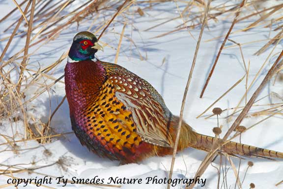 Ringneck Pheasant on a cold winter day