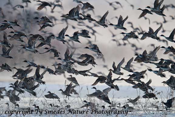 Pintails in pre-dawn fog