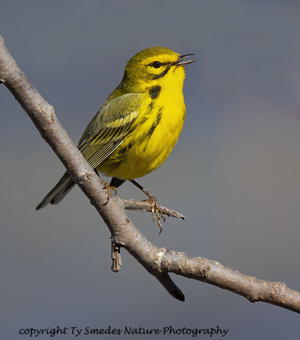 Prairie Warbler Male Singing