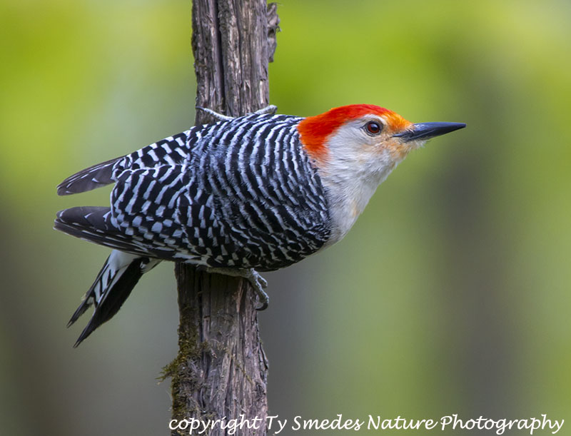 Red-bellied Woodpecker