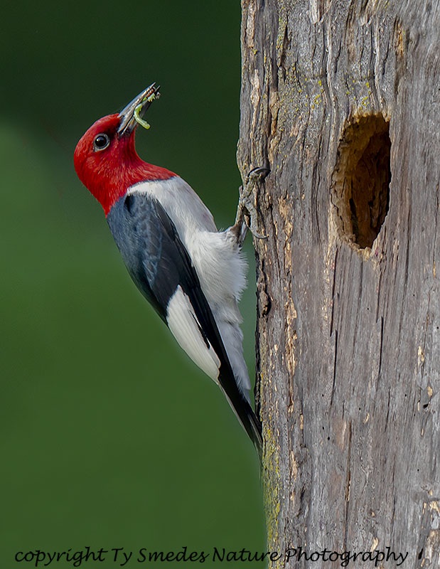 Red-headed Woodpecker at Nest Cavity