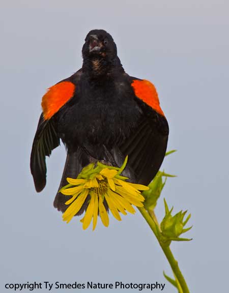 Displaying male Redwing Blackbird