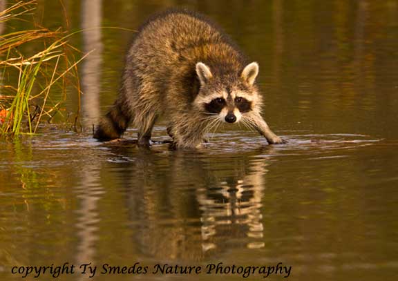 Raccoon on log