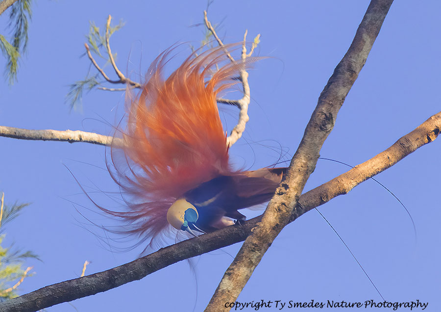 Raggiana Bird of Paradise Male