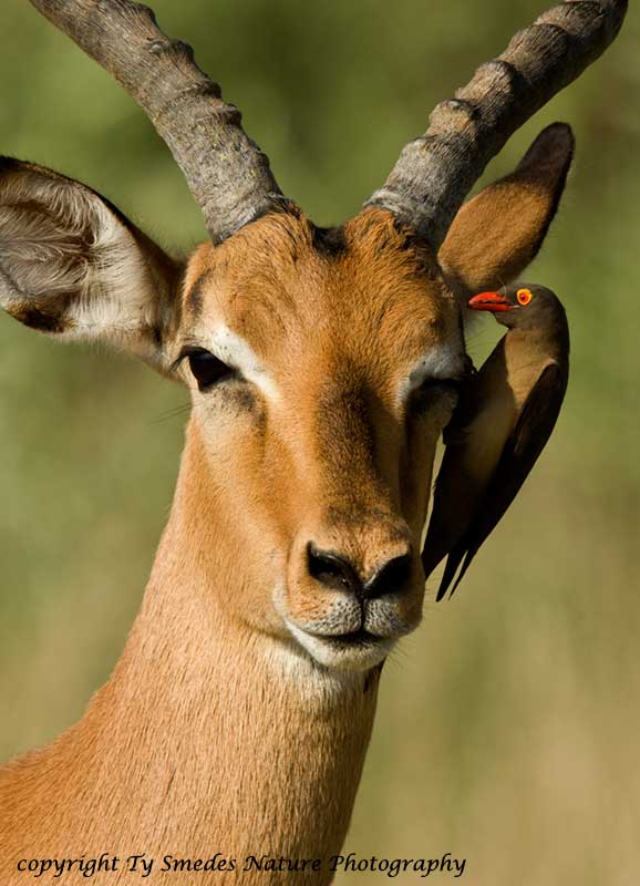 Red-billed Oxpecker & Impala  - Botswana
