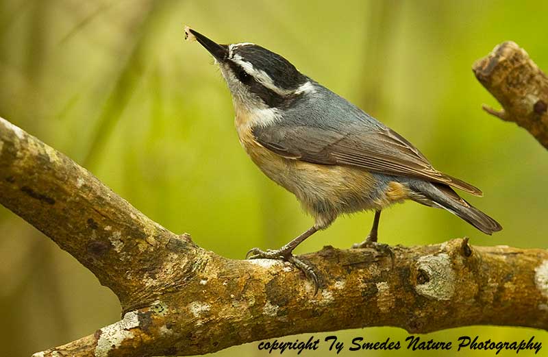Red-breasted Nuthatch (female) with prey