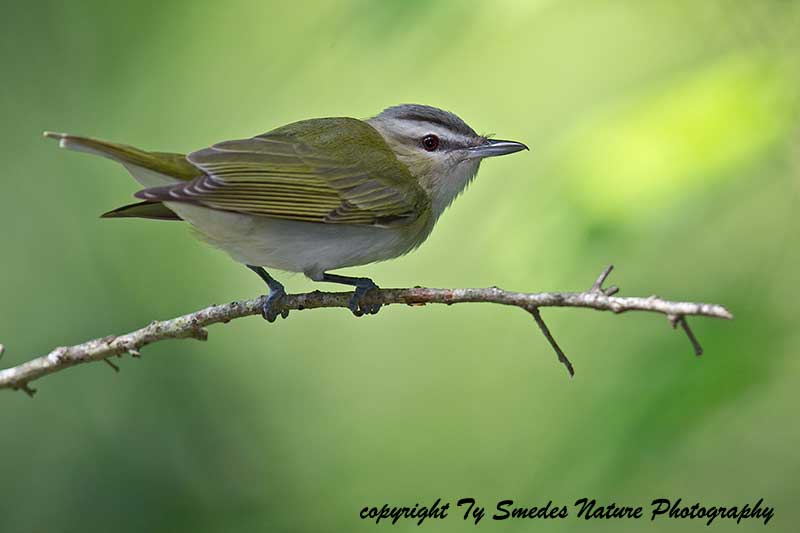 Red-eyed Vireo