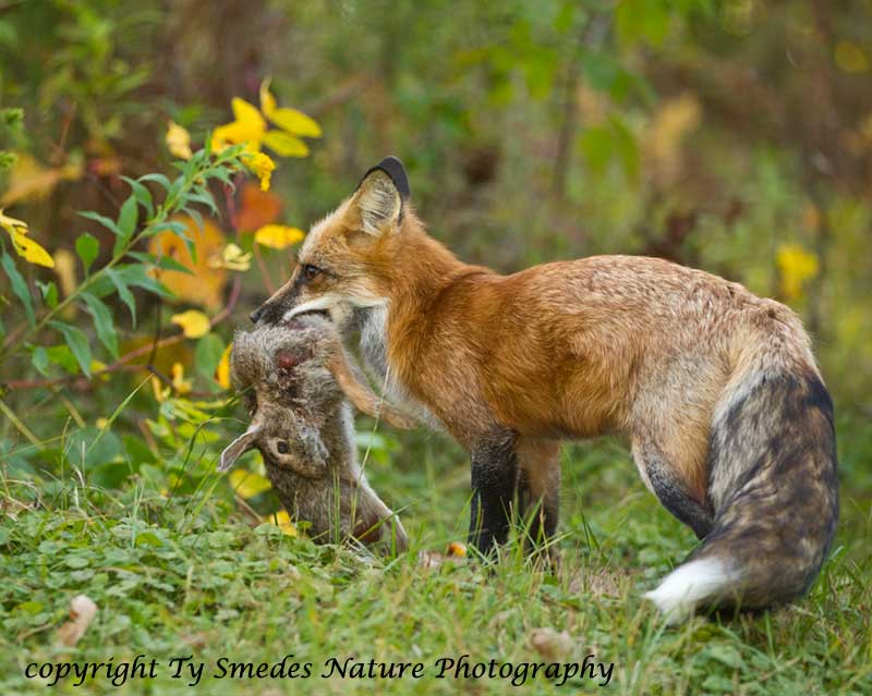 Red Fox with Cottontail Rabbit