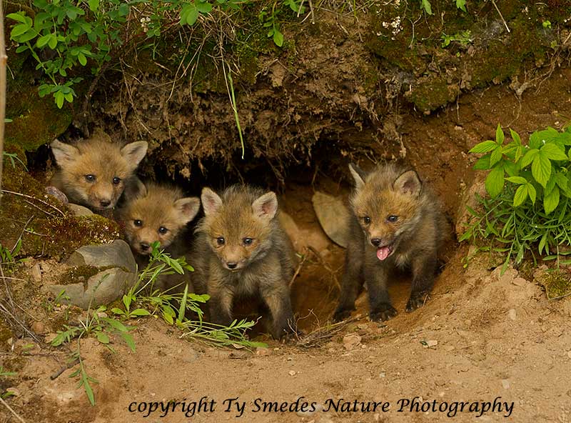 Red Fox Kits at Den