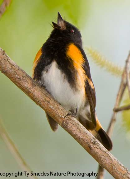 Singing American Redstart
