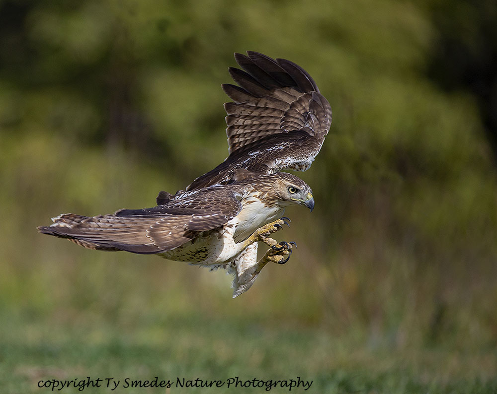 Redtail Hawk Stooping toward prey