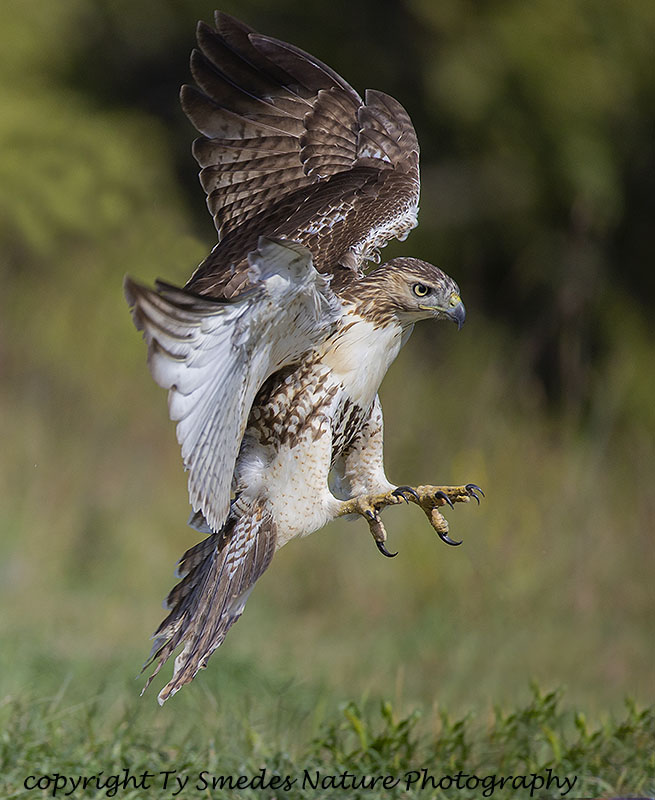 Redtail Hawk Stooping toward prey