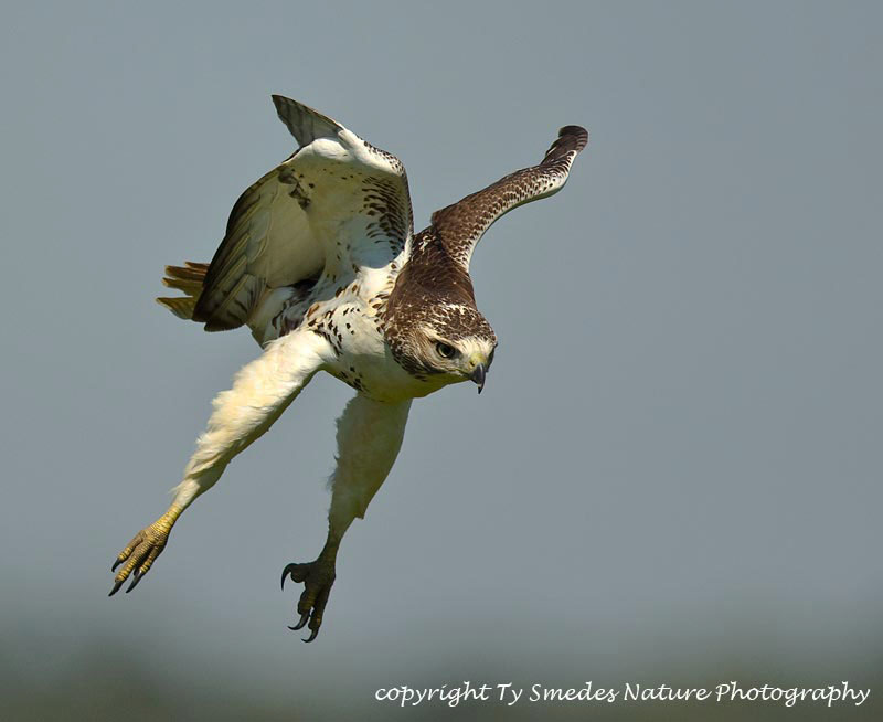 Red-tailed Hawk stooping towards prey