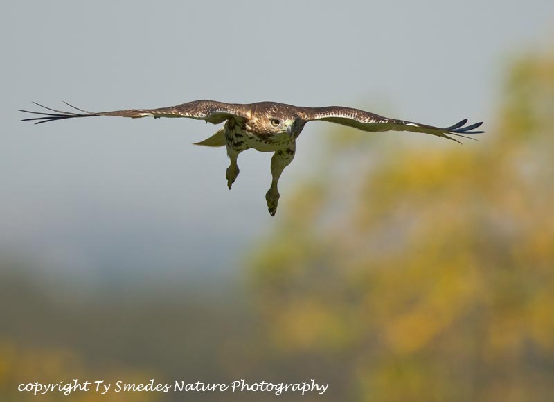 Red-tailed Hawk stooping towards prey