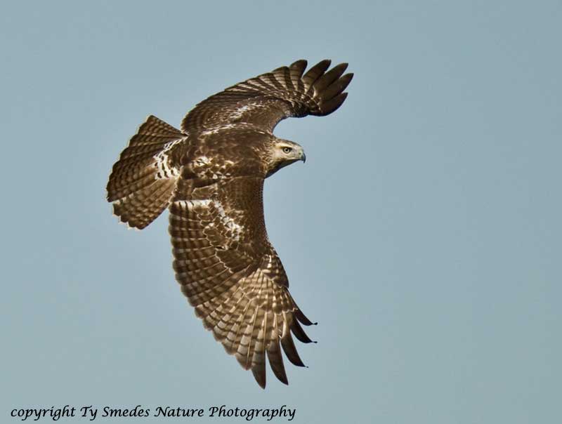 Red-tailed Hawk in flight