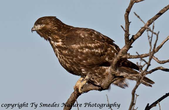 Juvenile dark-phase Red-tailed Hawk