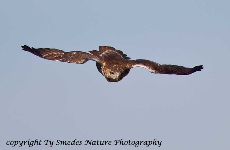 Red-tailed Hawk stooping towards prey