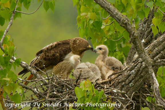Red-tailed Hawk Nest with young