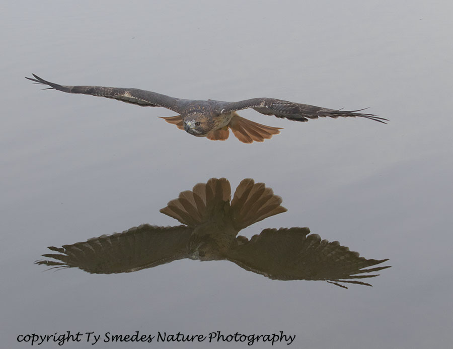Redtail Hawk Reflection