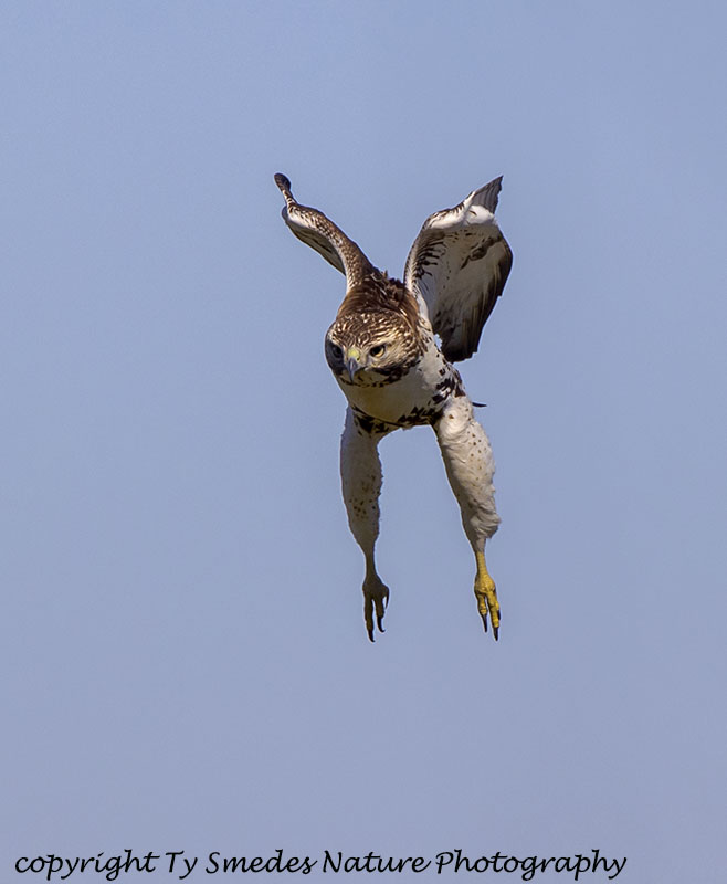 Redtail Hawk Stooping toward prey