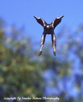 Redtailed Hawk in a stoop (diving at prey)