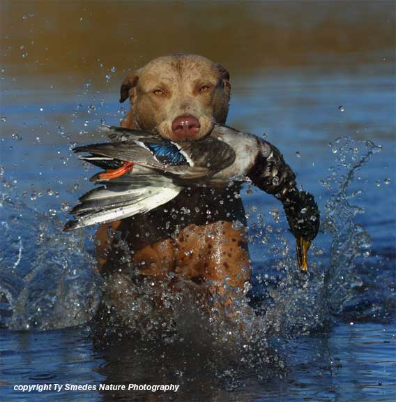Chesapeake Bay Retriever retrieving a Mallard Drake