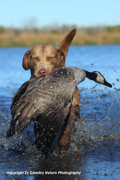 Cheseapeake Bay Retriever retrieving Canada Goose