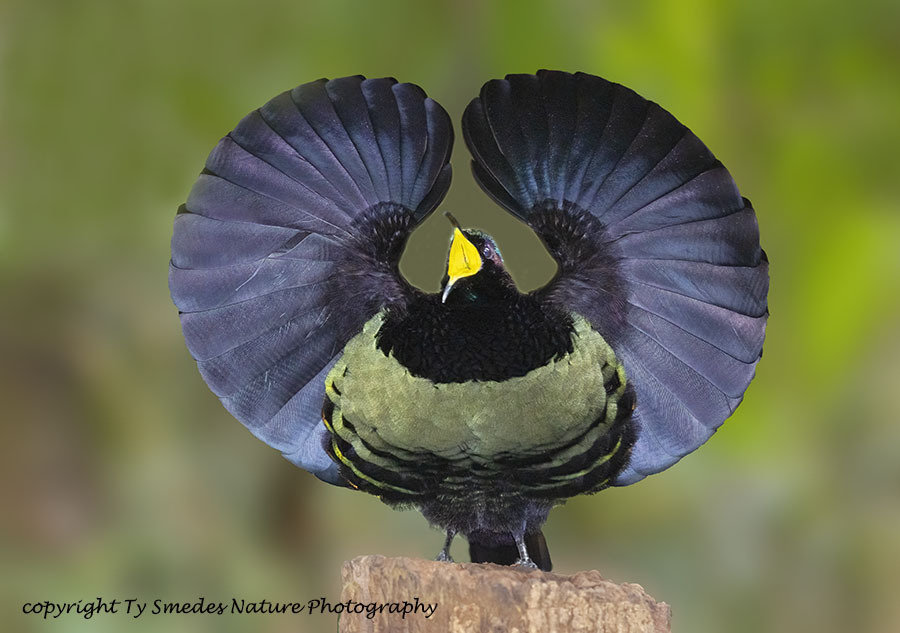 Victorias Riflebird  - Bird of Paradise