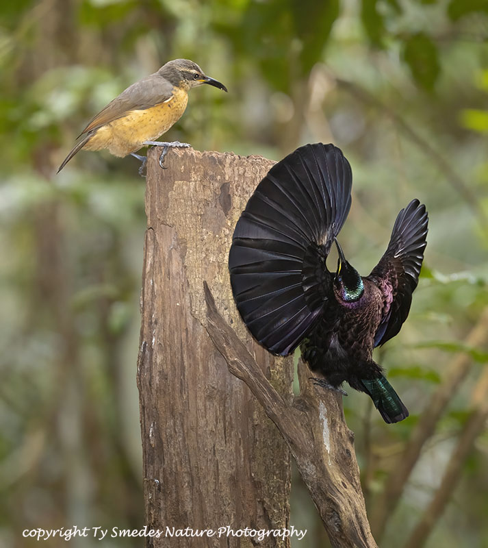 Victoria's Riflebird Pair  - Birds of Paradise