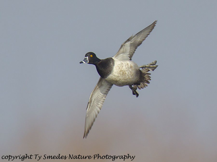 Ringneck Drake Banking In