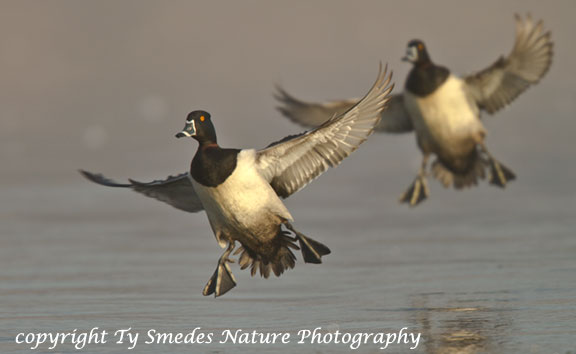 Ringneck Drakes Landing
