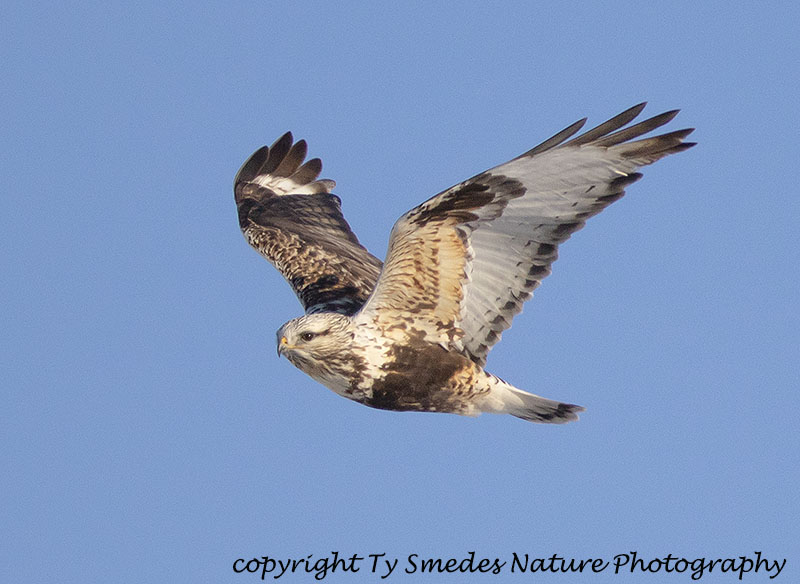 Rough-legged Hawk 