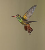 Rufous-tailed Hummingbird