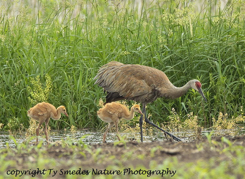 Sandhill Cranes and Colts