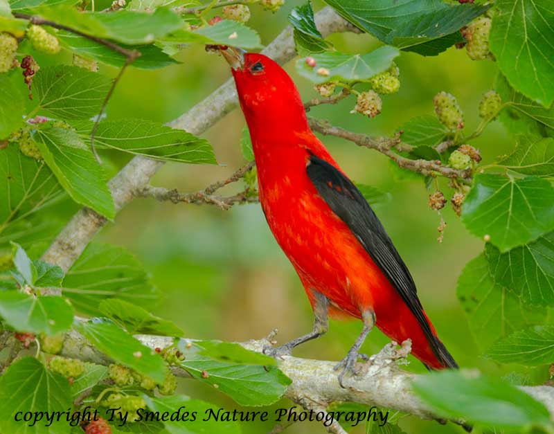 Scarlet Tanager eating Mulberries